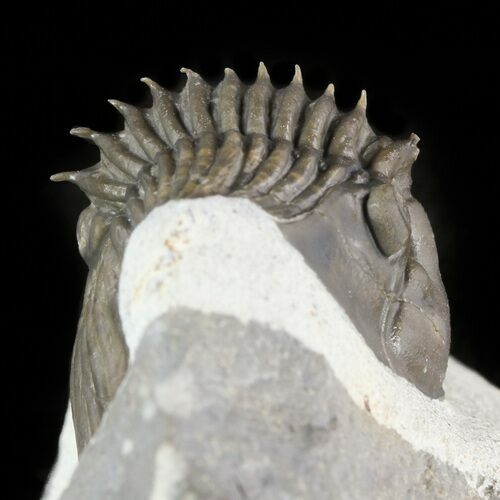 Platyscutellum Trilobite With Axial Spines - Ofaten, Morocco #47070